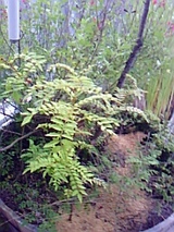 54a3ec45.jpg