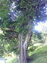 783ccf5a.jpg