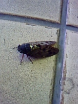 c0421adf.jpg