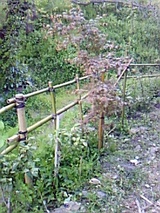 c804a315.jpg