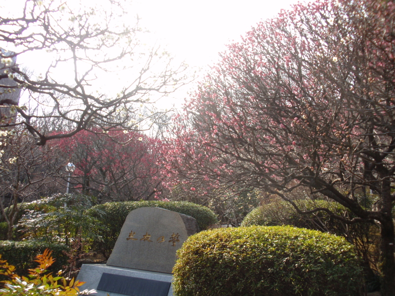 創価大学 春の便り ありのままに