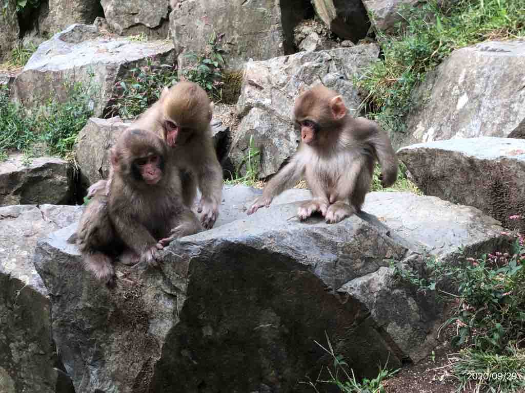 愛らしい地獄谷温泉 の猿たち どうでもいい日常nobuの日記 O