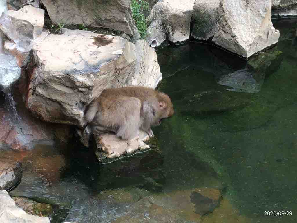 愛らしい地獄谷温泉 の猿たち どうでもいい日常nobuの日記 O
