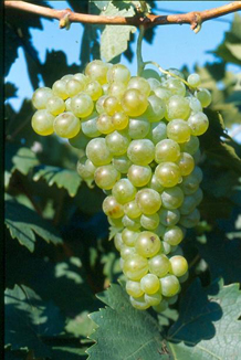 vernaccia