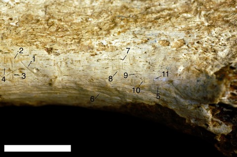 145万年前の脛骨（けいこつ）についた切り痕は、食用として脚から肉を切り離すために石器が使われたことを示唆している