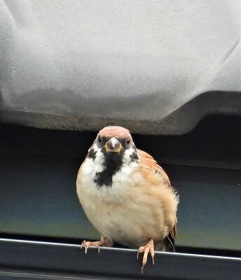 岡山 鳥 イエスズメ キラキラ80代のおひとりさまの旅と生活 のぶこトラベル 1