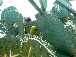 11 メキシコ サボテン キラキラ80代のおひとりさまの旅と生活 のぶこトラベル 1