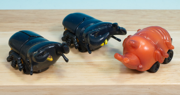 展足済み！ カタゾウムシ　6匹セット ookuwa-kyoto_kabuto-burido2osu
