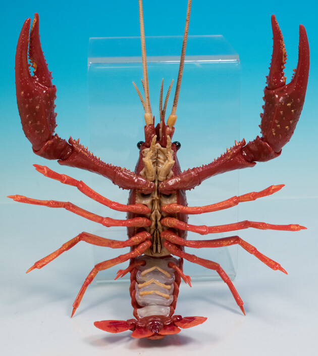 レビュー フジミ模型 自由研究シリーズ No 24 いきもの編 アメリカザリガニ レッド ふぃぎゅる レビュー フジミ模型 自由研究シリーズ No 24 いきもの編 アメリカザリガニ レッド ふぃぎゅる