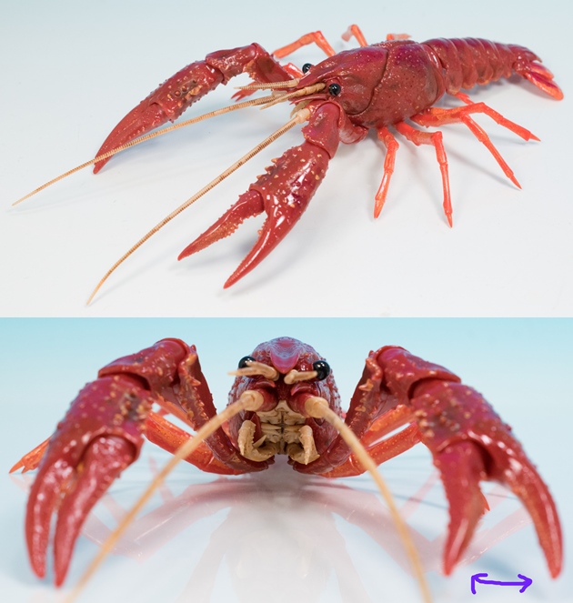 レビュー フジミ模型 自由研究シリーズ No 24 いきもの編 アメリカザリガニ レッド ふぃぎゅる レビュー フジミ模型 自由研究シリーズ No 24 いきもの編 アメリカザリガニ レッド ふぃぎゅる
