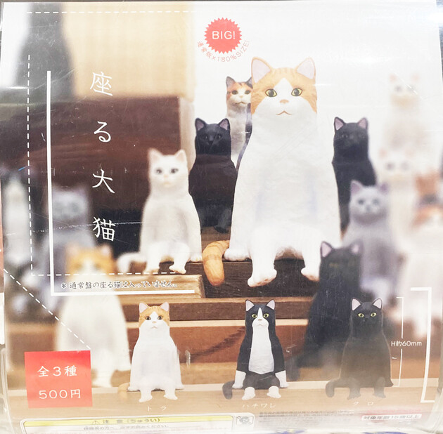 座る猫｜株式会社キタンクラブ