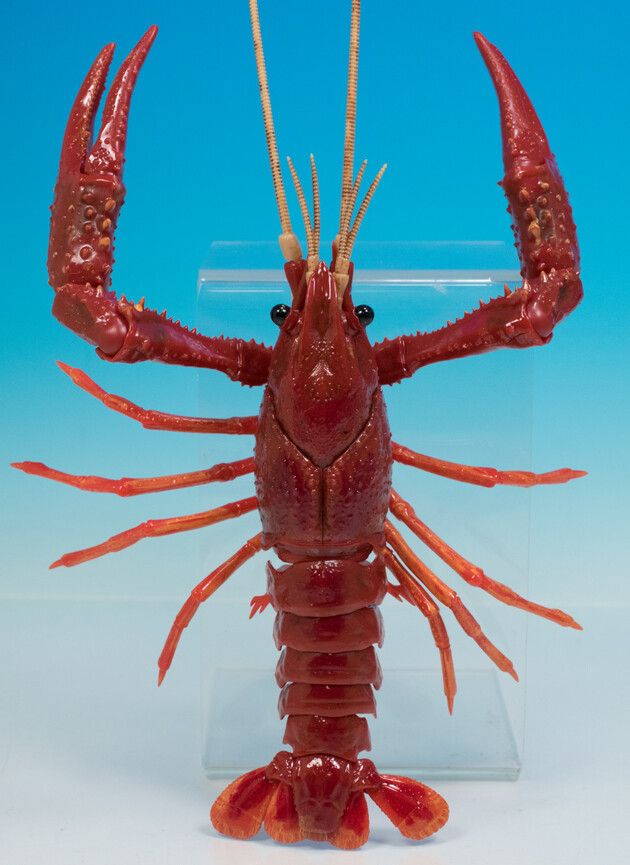 レビュー フジミ模型 自由研究シリーズ No 24 いきもの編 アメリカザリガニ レッド ふぃぎゅる
