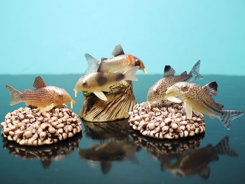 ☆Gfg23GzデジタルグレードDG熱帯魚フルコンプ全15種