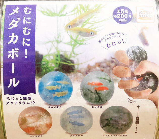 レビュー カプセルトイ「むにむに！メダカボール」「セミの抜け殻