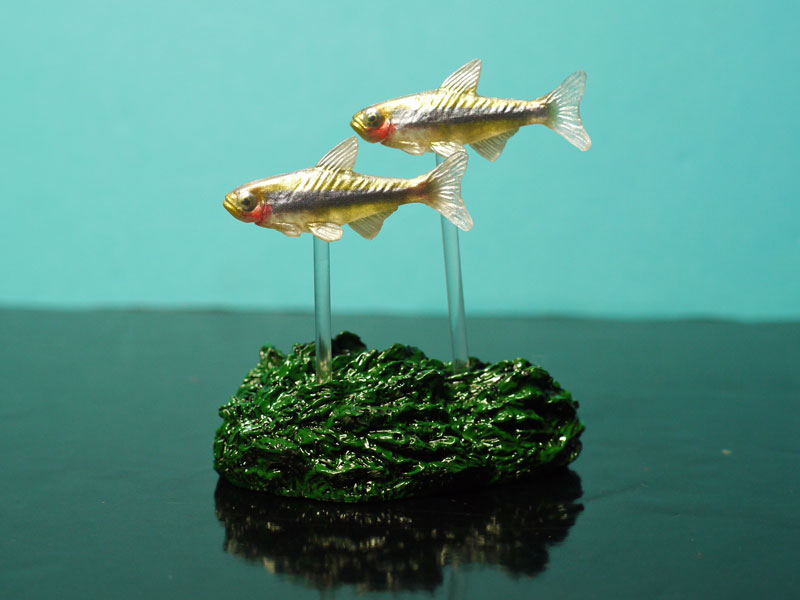 レビュー バンダイガシャポン DG（デジタルグレード）熱帯魚
