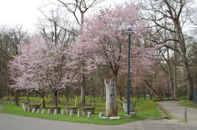神楽岡公園