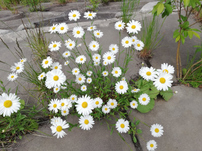 花1