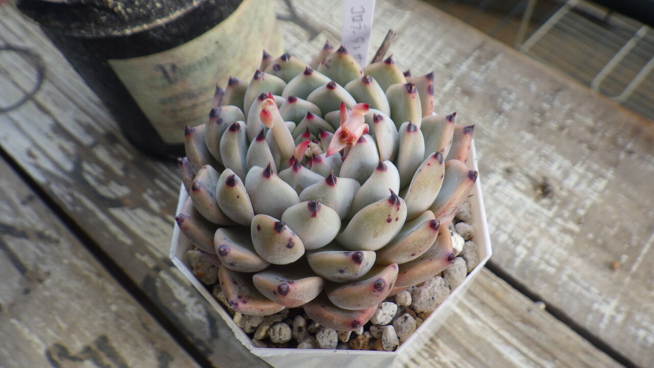 コロラータ×沙羅姫牡丹 』と今更ながら思いついたこと