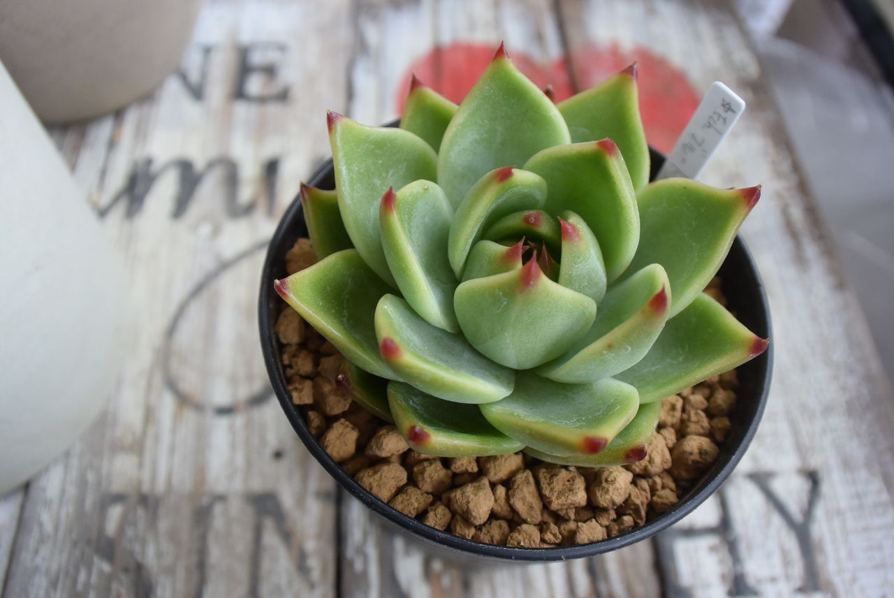 多肉植物ブルードラゴン♡葉挿し②