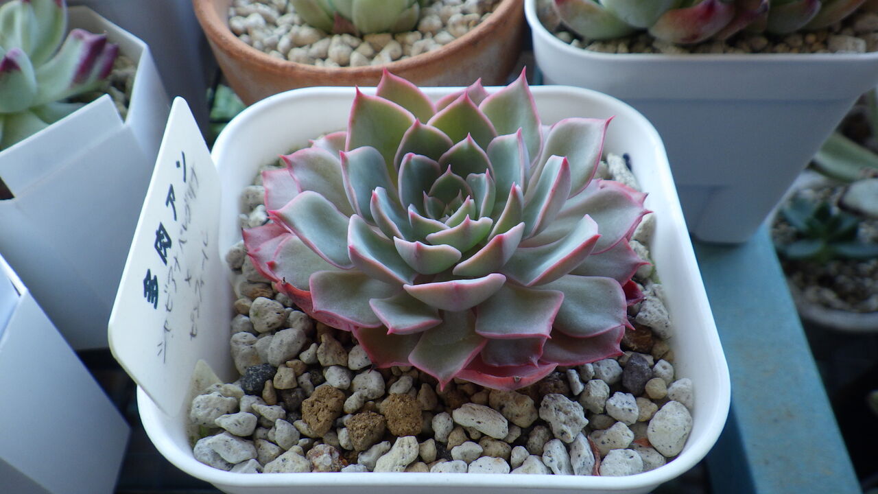 送料無料 ピンウィール シャビアナペレグリナ 抜き苗 植物 観葉植物 Www We Job Com