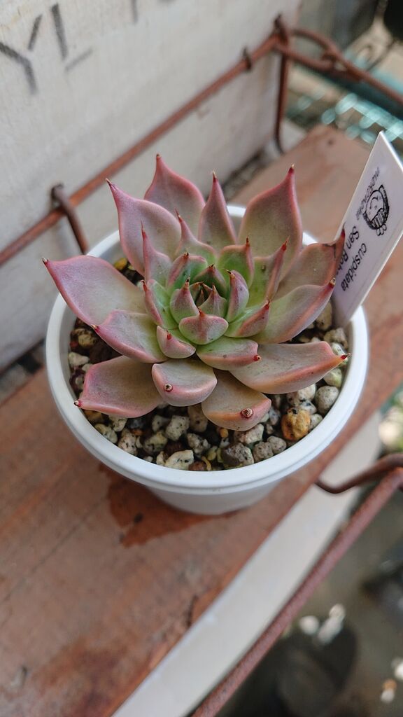 クスピダータサンロベルト＆メンチャカ×アウアルルコ。 : タニクカカリ。