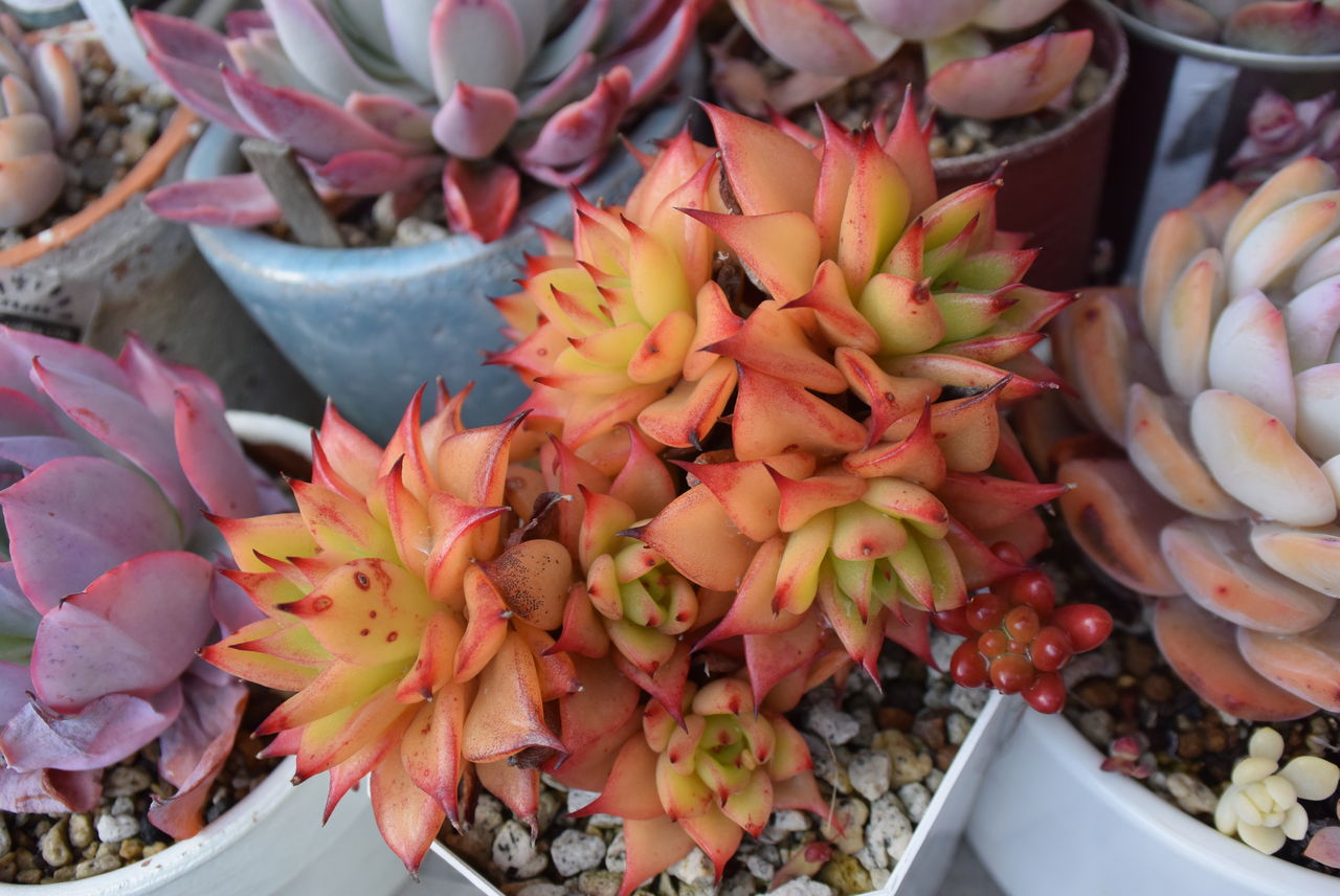 グラデーションが綺麗な多肉たち 多肉のあるレストラン