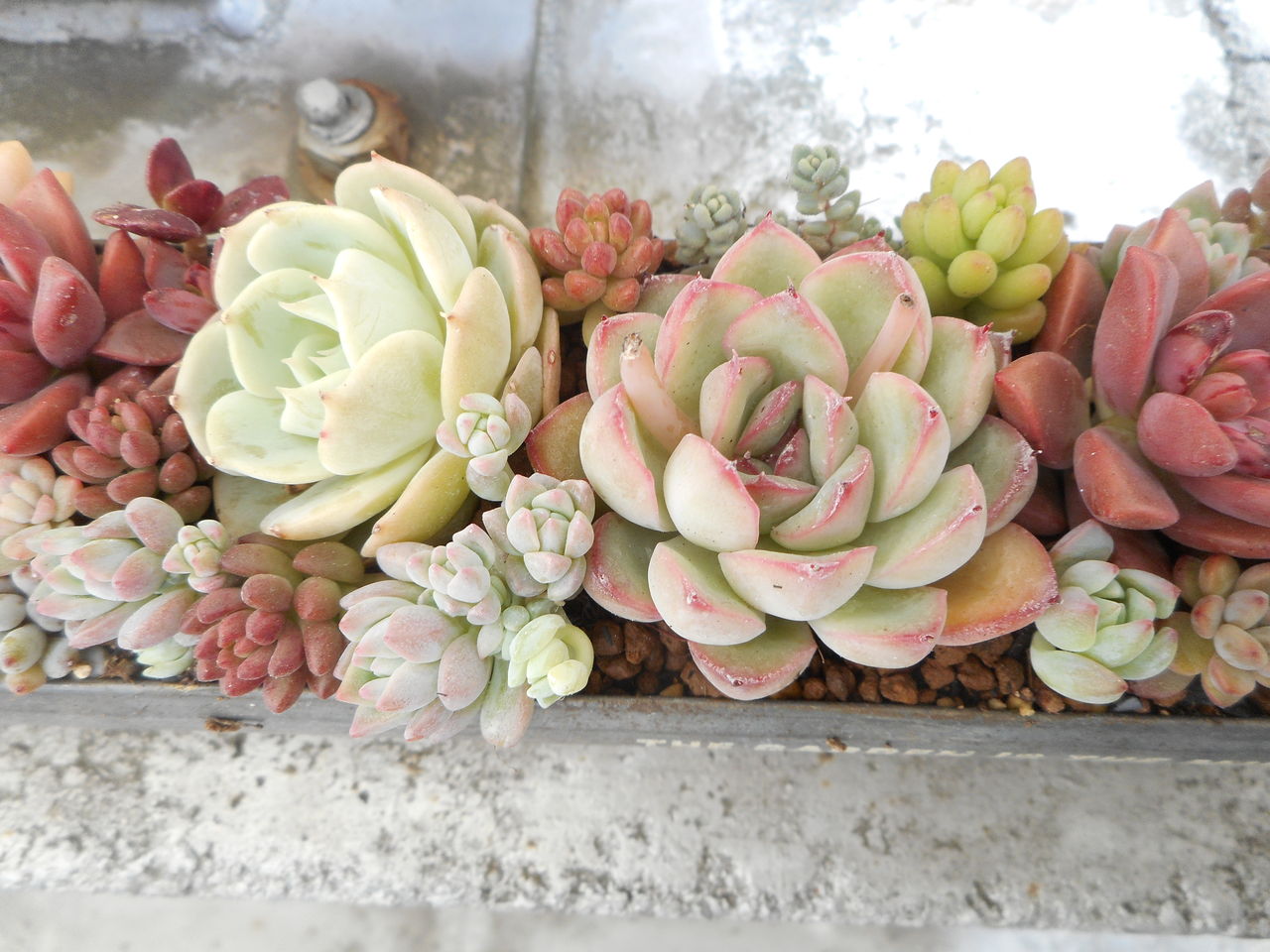 雨樋型プランターの寄せ植え。 : 多肉のあるレストラン。