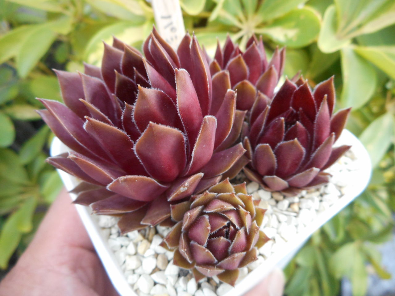 多肉植物 センペルビウム パシティックナイト パシフィックナイト