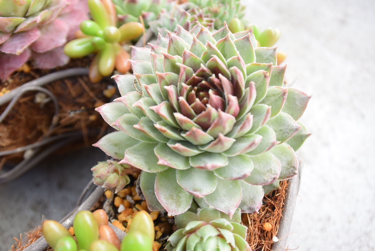 ꕤ センペルビブム 多肉植物 no8