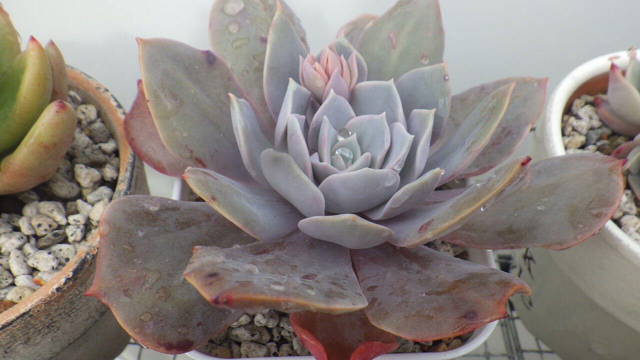 もう花芽が出てきた多肉 多肉のあるレストラン