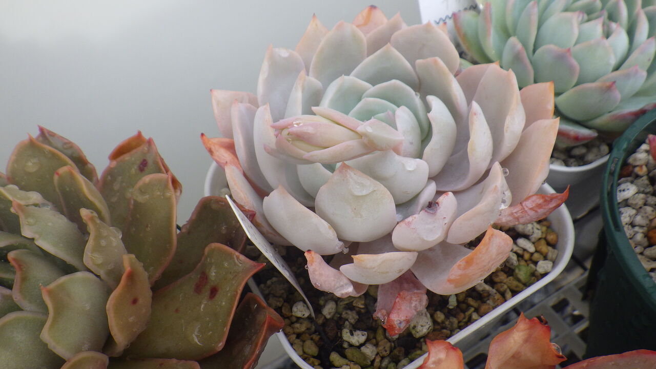 もう花芽が出てきた多肉 多肉のあるレストラン