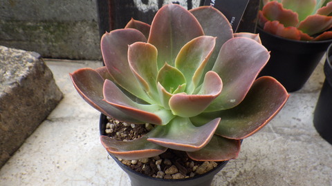 RIMG6497