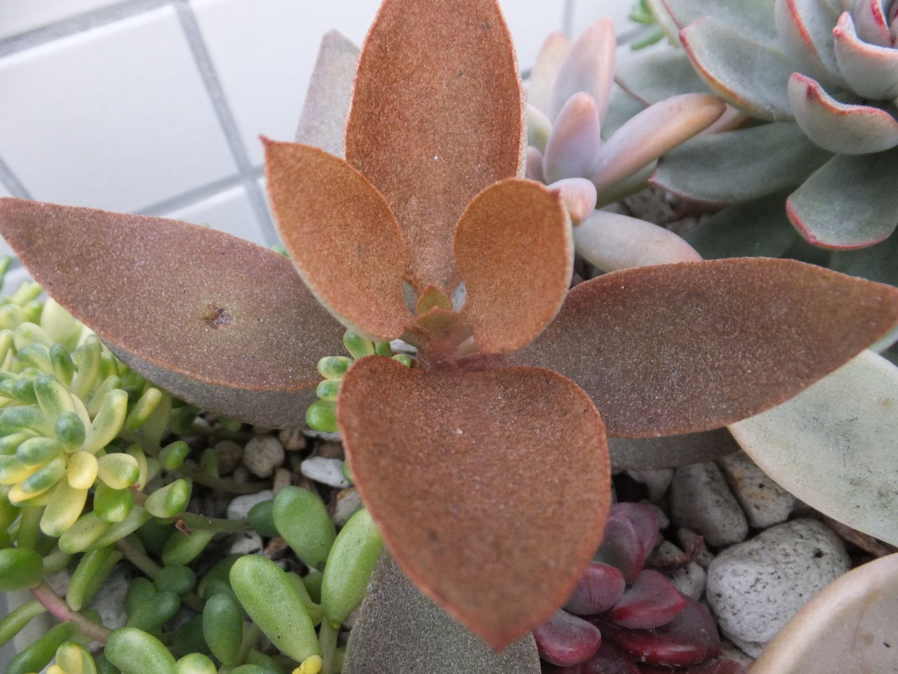 店前の ラウリンゼ 仙人の舞 寄せ植え 多肉のあるレストラン