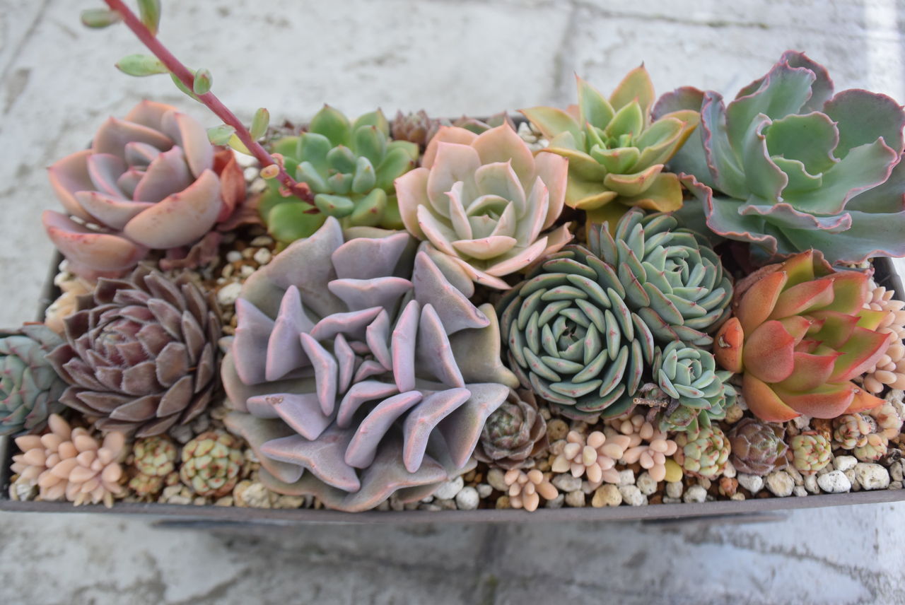 特大！ブリキのトランク！多肉植物の寄せ植え☆おしゃれなプランター