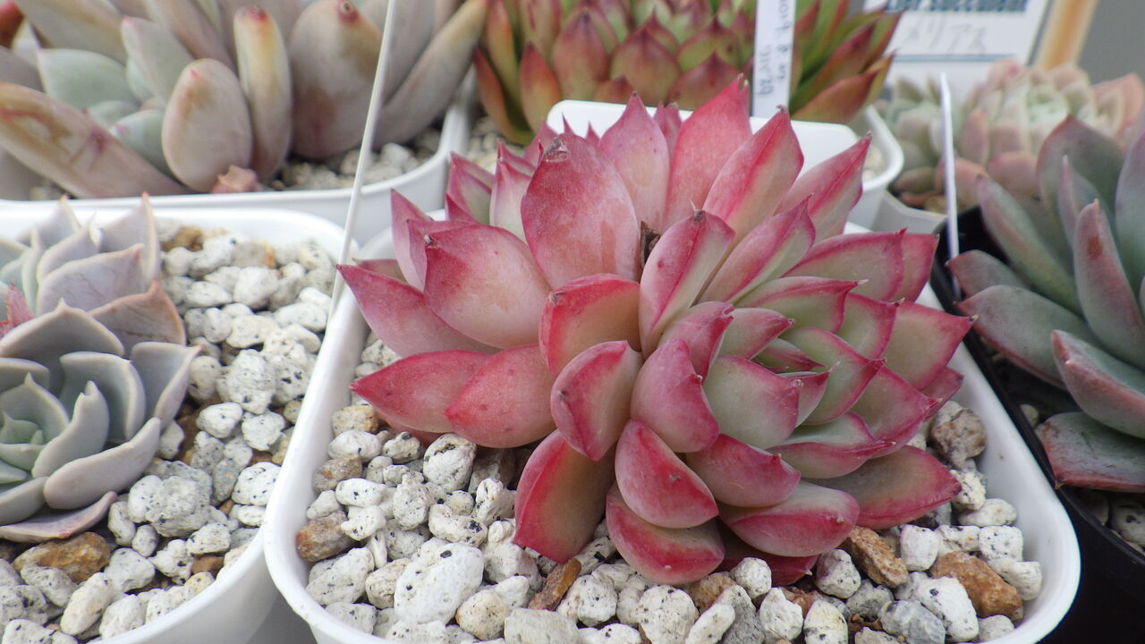 名前がカッコイイ多肉たち 多肉のあるレストラン