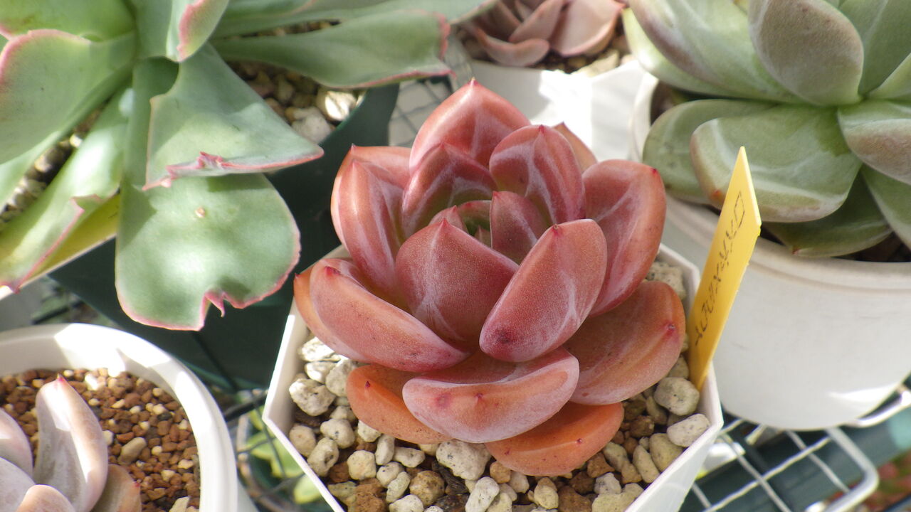 この秋 増やしたい多肉たち 多肉のあるレストラン