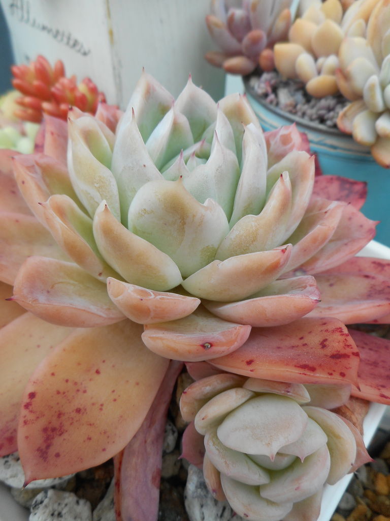 高評価のクリスマスプレゼント 多肉植物680 エケベリア ラズベリーアイス ピンク紅葉 サボテン 多肉植物 Pknvidyalayacbse Edu In