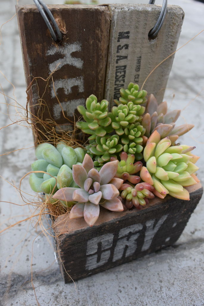 ジャンクな木箱寄せ 成功と失敗 多肉のあるレストラン