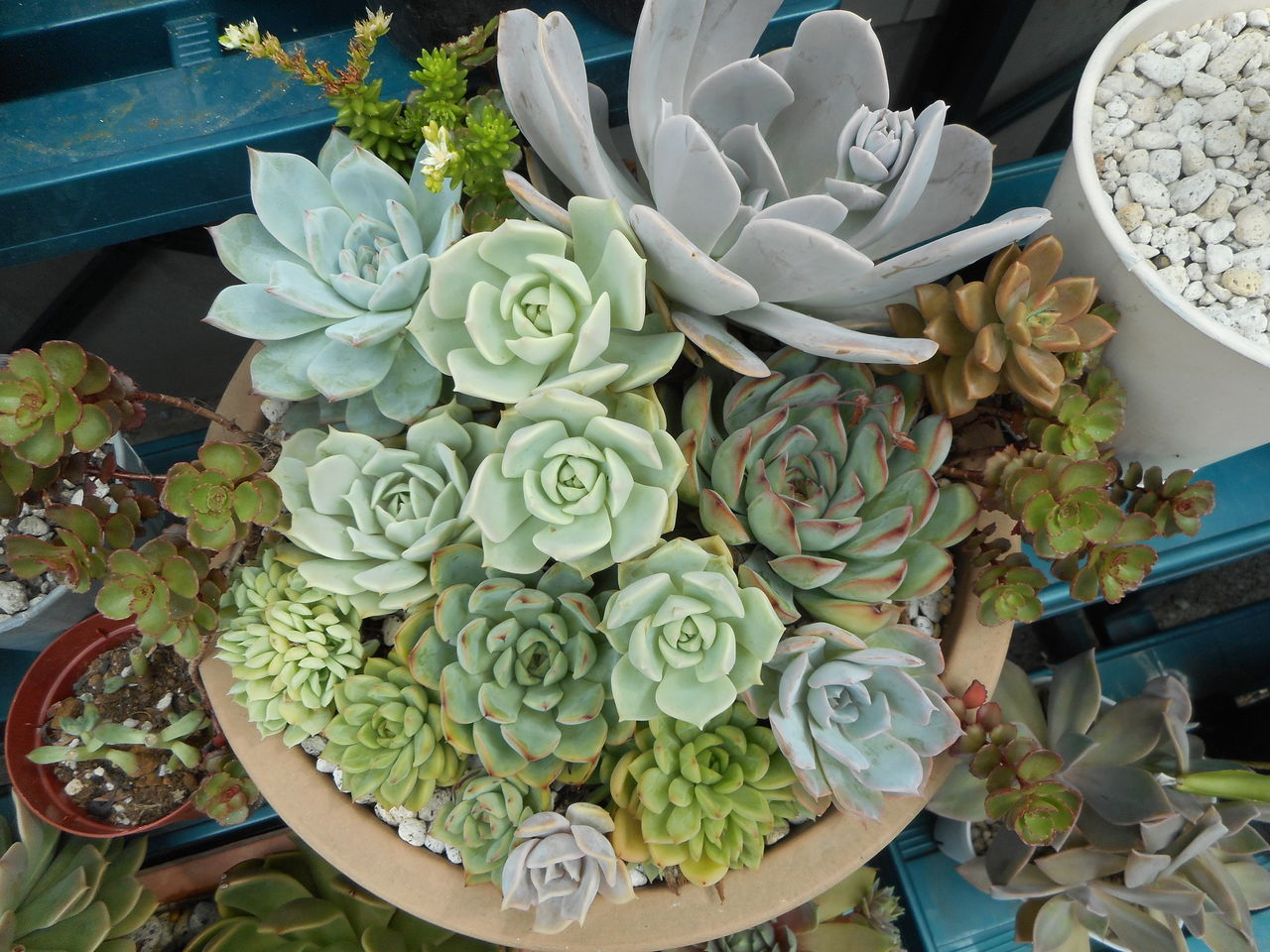 徒長入りました 多肉のあるレストラン