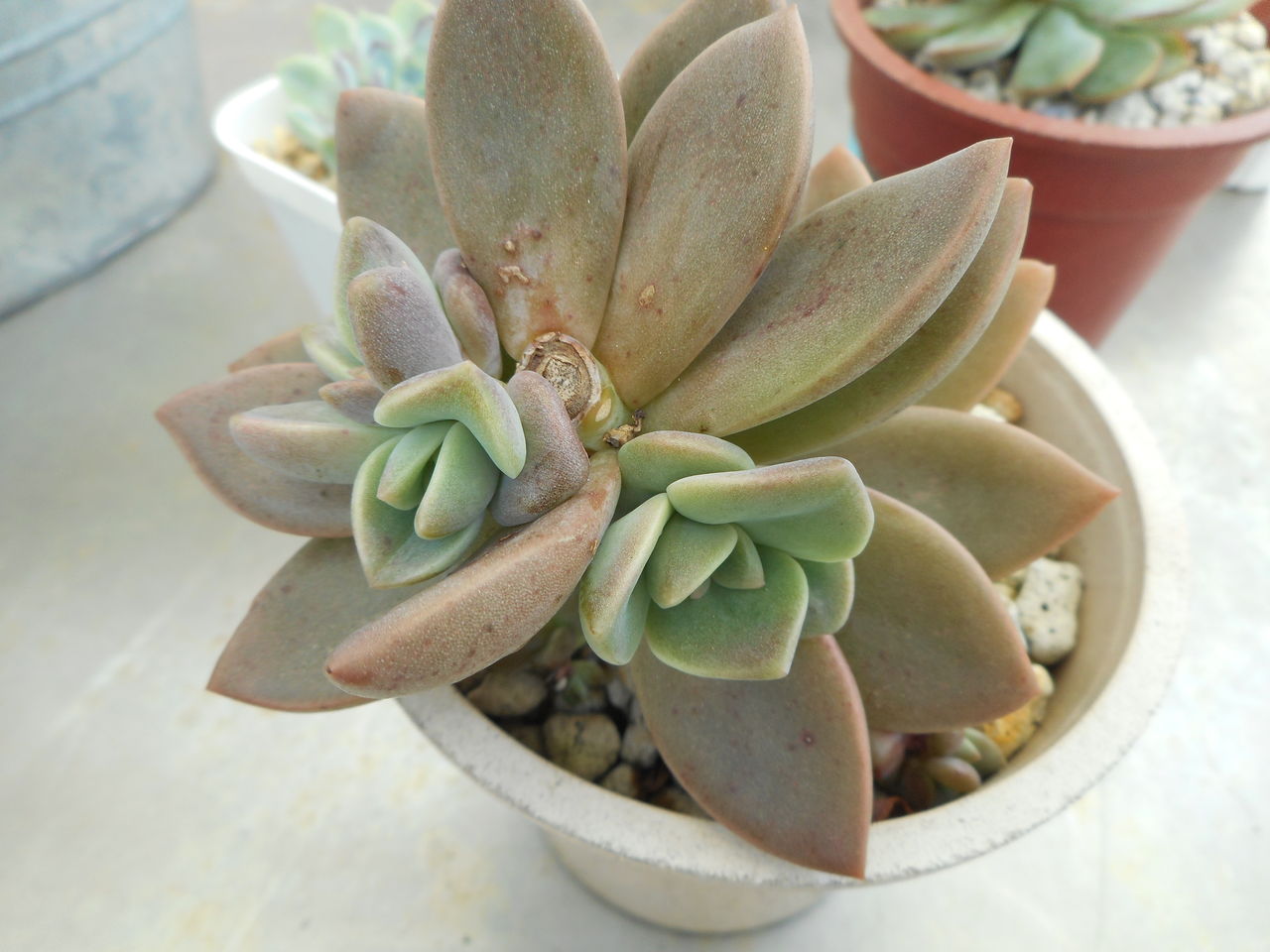 バイネシー葉挿し 【公式通販】