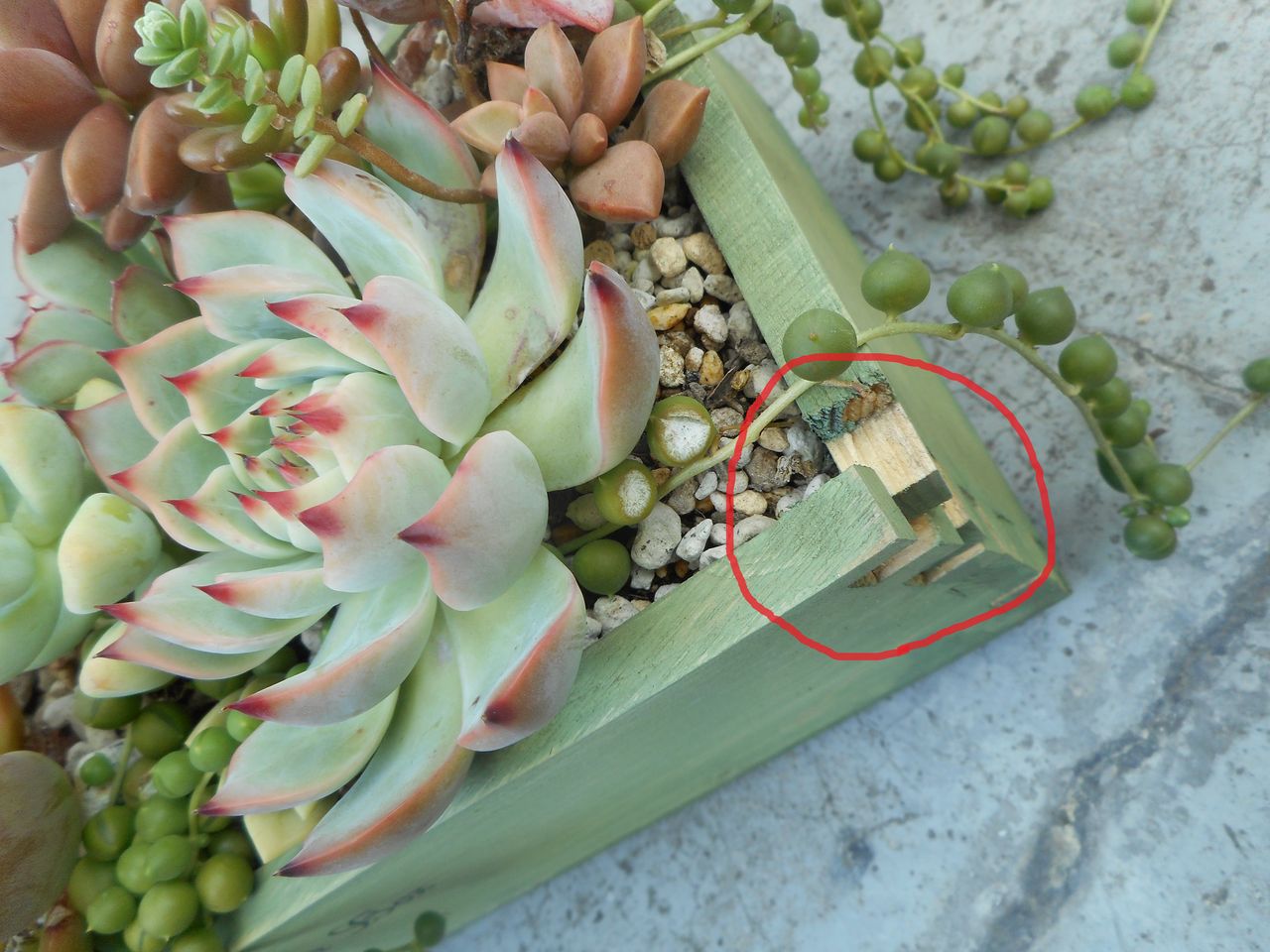 お気に入りの木箱寄せが 多肉のあるレストラン