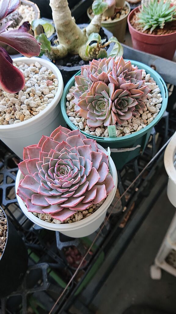 シャビアナペレグリナ×ピンウィールの様子。 : 多肉のあるレストラン。