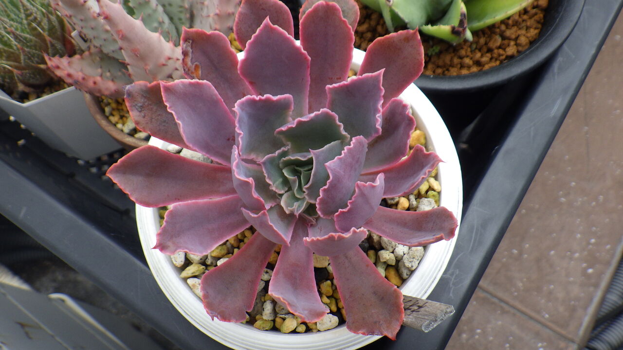 名前がカッコイイ多肉たち 多肉のあるレストラン