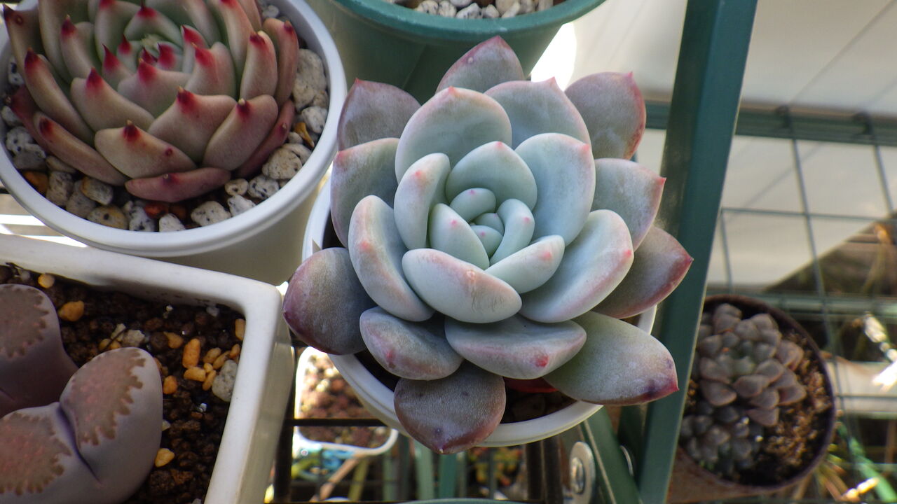 モンロークイーン