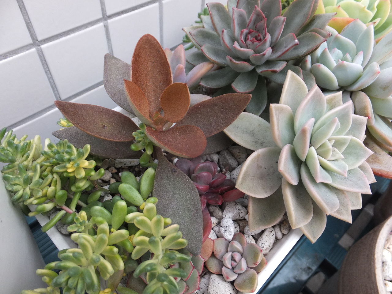 店前の ラウリンゼ 仙人の舞 寄せ植え 多肉のあるレストラン