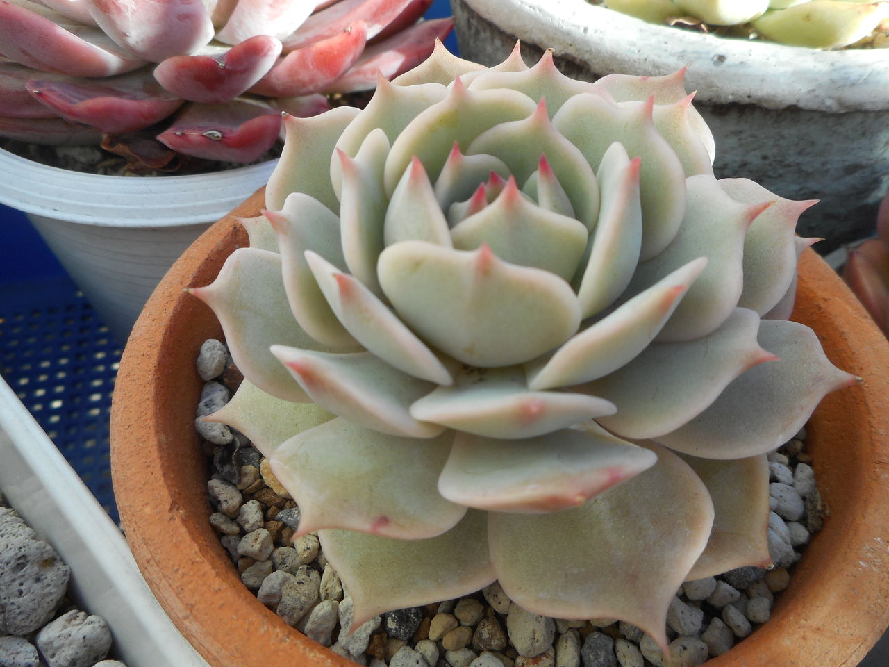 ローラ トリメンシス 多肉のあるレストラン