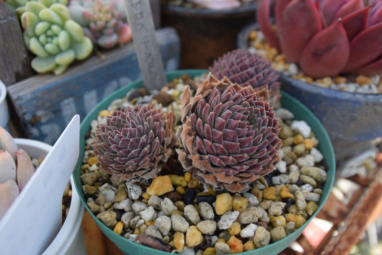 多肉植物】センペルビウム 'ストロベリーベルベット'(9cmポット)【F