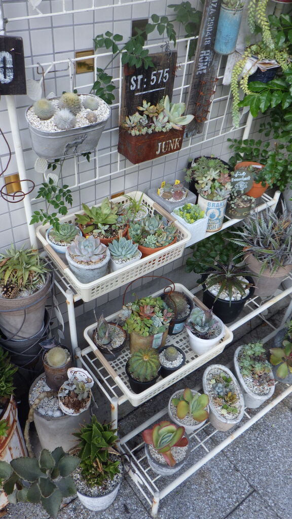 店前の多肉棚の様子 多肉のあるレストラン