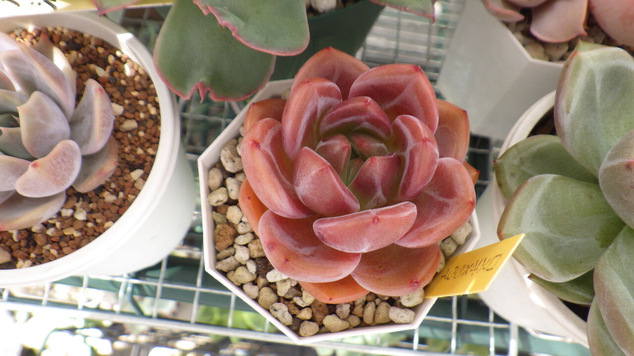 この秋 増やしたい多肉たち 多肉のあるレストラン