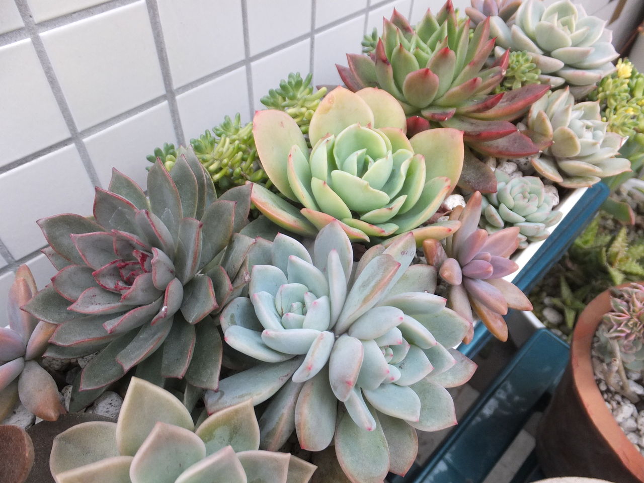 店前の ラウリンゼ 仙人の舞 寄せ植え 多肉のあるレストラン